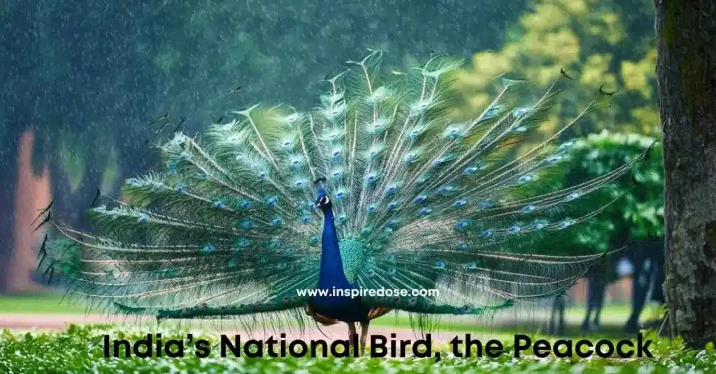 India's National Bird: The Peacock