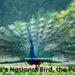 India's National Bird: The Peacock