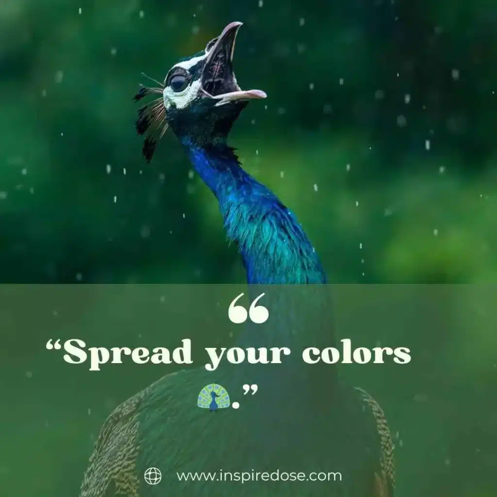 Peacock Captions 