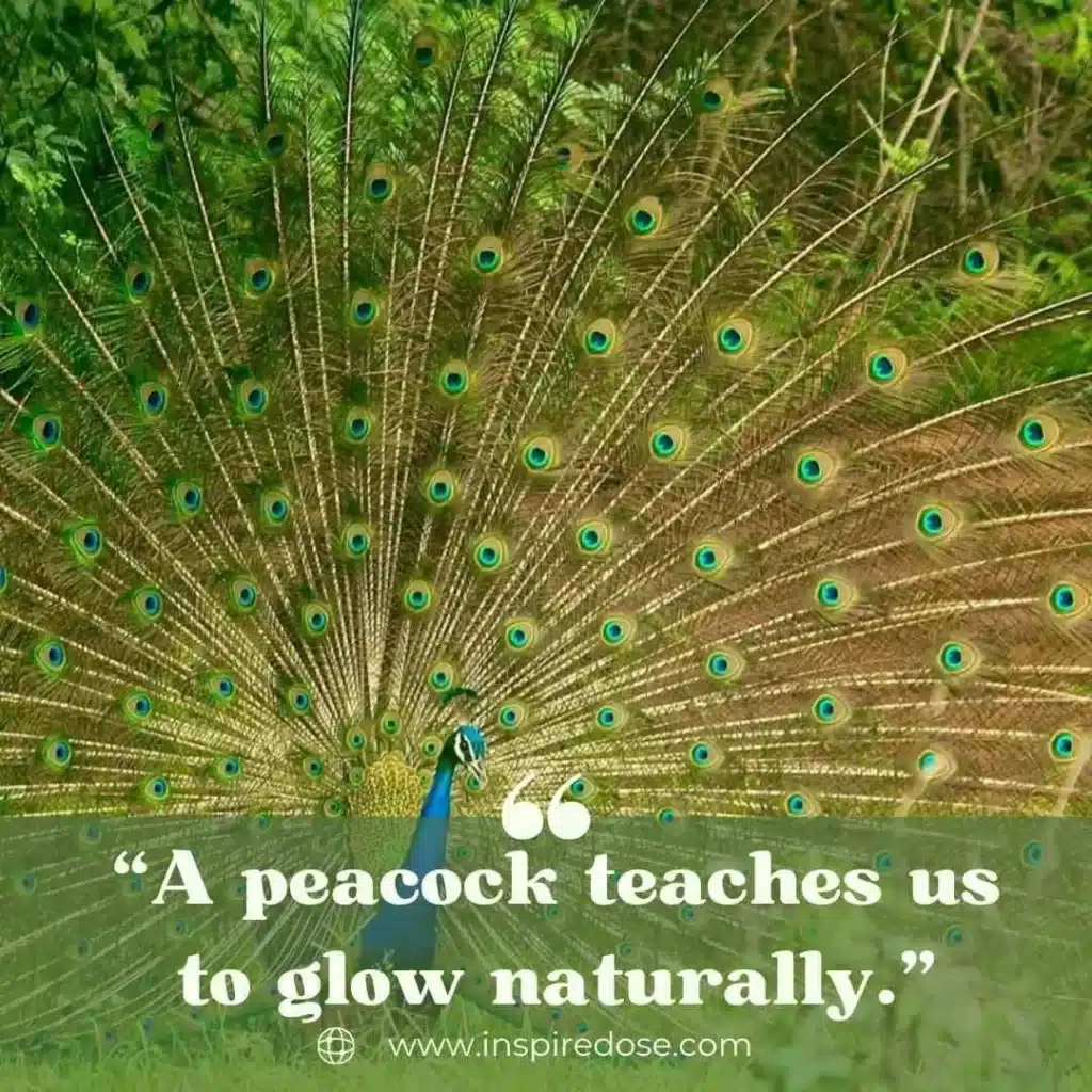 Peacock Beauty Quotes 