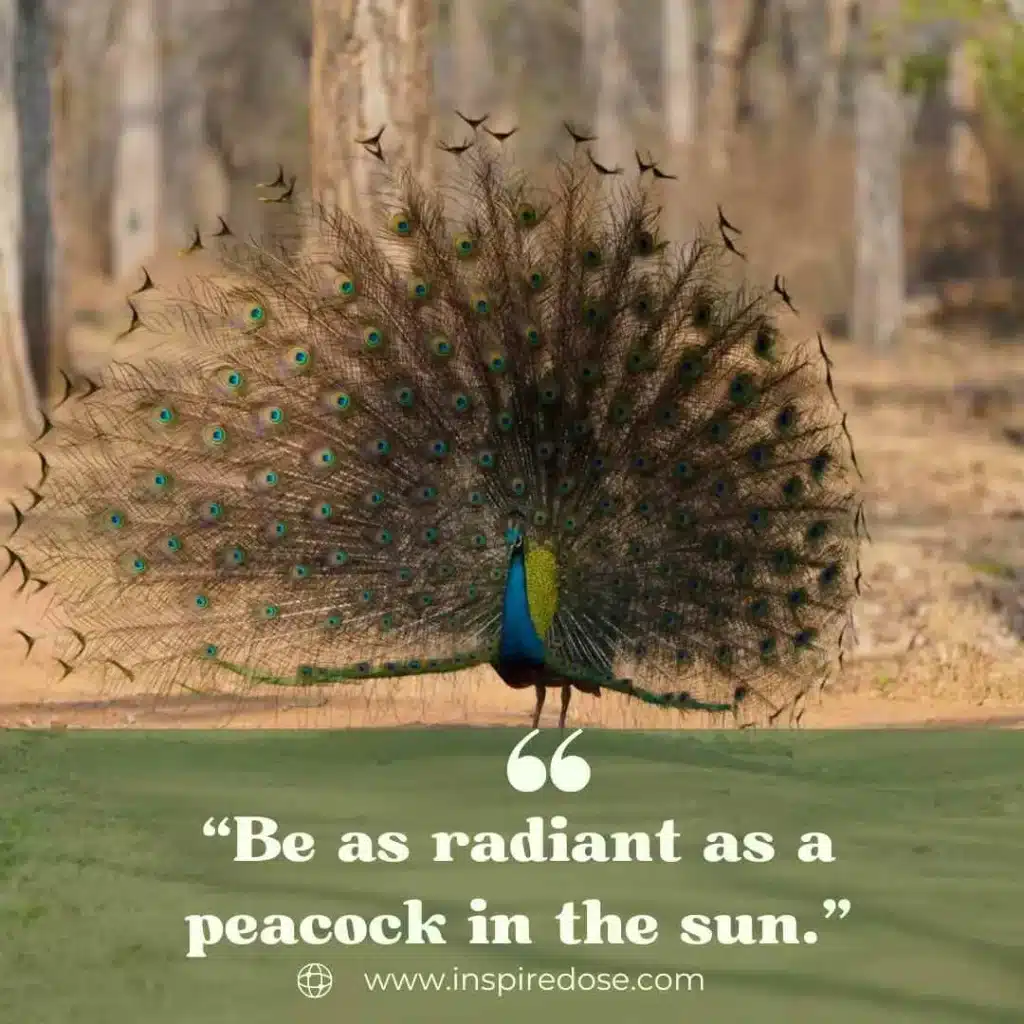 Peacock Quotes 7